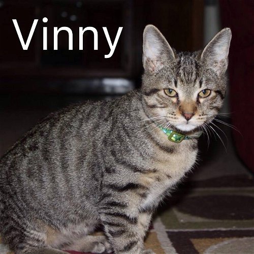 Vinny