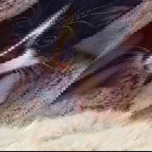 Aster