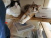 Oscar & Riley