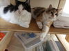 Oscar & Riley