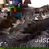 Jasper