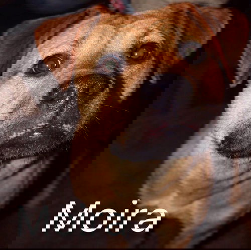 Moira