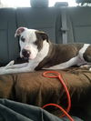 Gordy