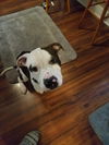 Gordy