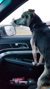 Scooby