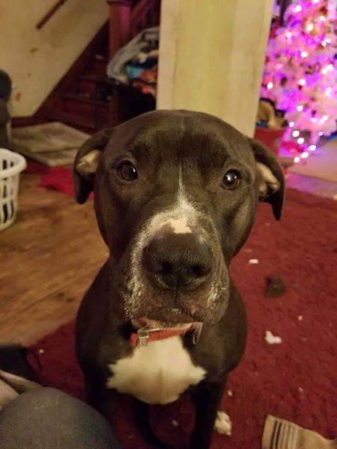 Zeus (HM)