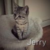 Jerry