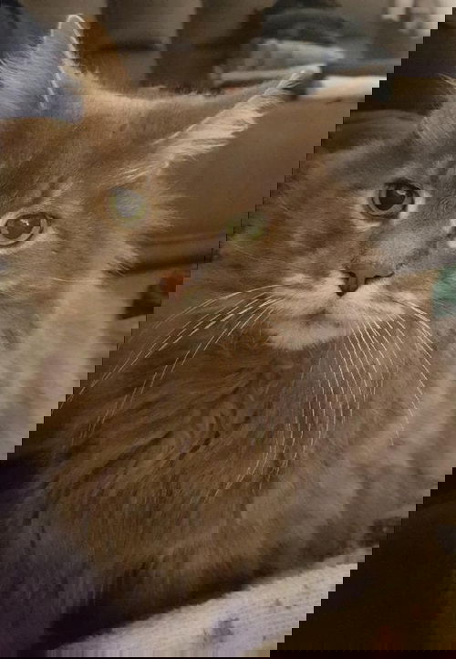 Gizmo