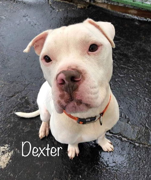 Dexter