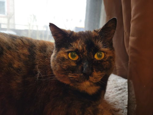 Phoebe