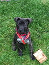 Hershey