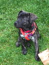 Hershey