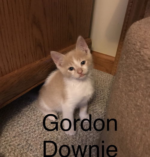 Gordon Downie (Gordie)