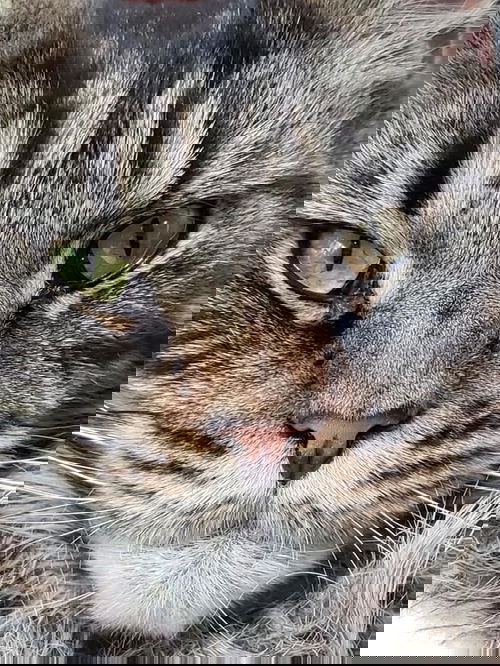 Leo