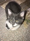 Cinder