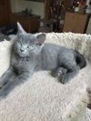 Grayce