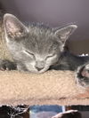 Grayce