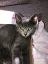 Grayce