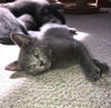 Grayce