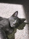 Grayce