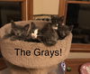 Grayce