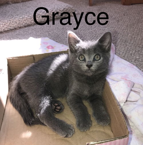 Grayce