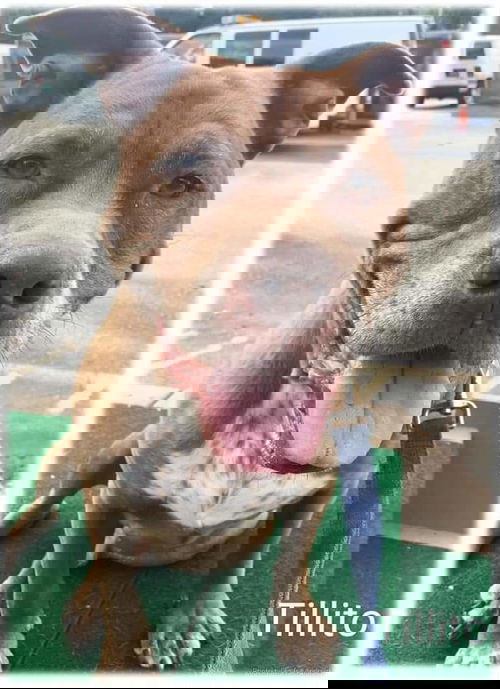 Tillito