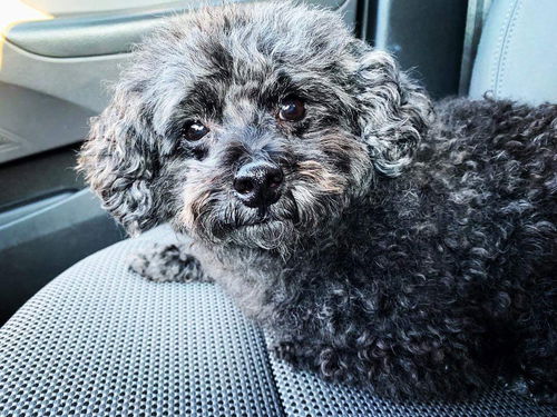 Max (poodle mix)