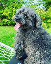 Max (poodle mix)