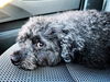 Max (poodle mix)