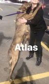 Atlas