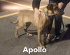 Apollo