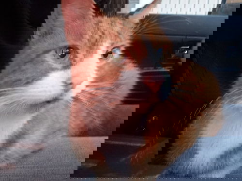 Herman