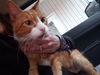 Herman
