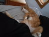 Herman