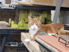 Herman
