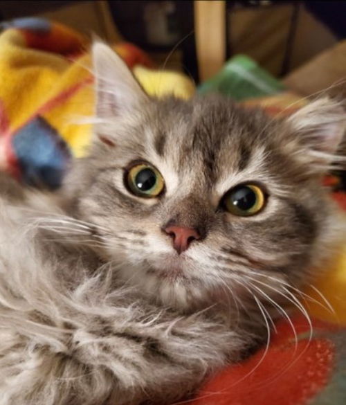 Mia