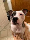 Darla