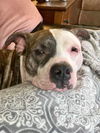Darla