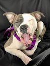 Darla