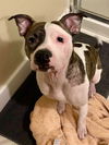 Darla
