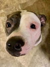 Darla