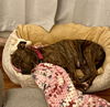 Trudy