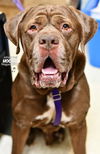 Hooch