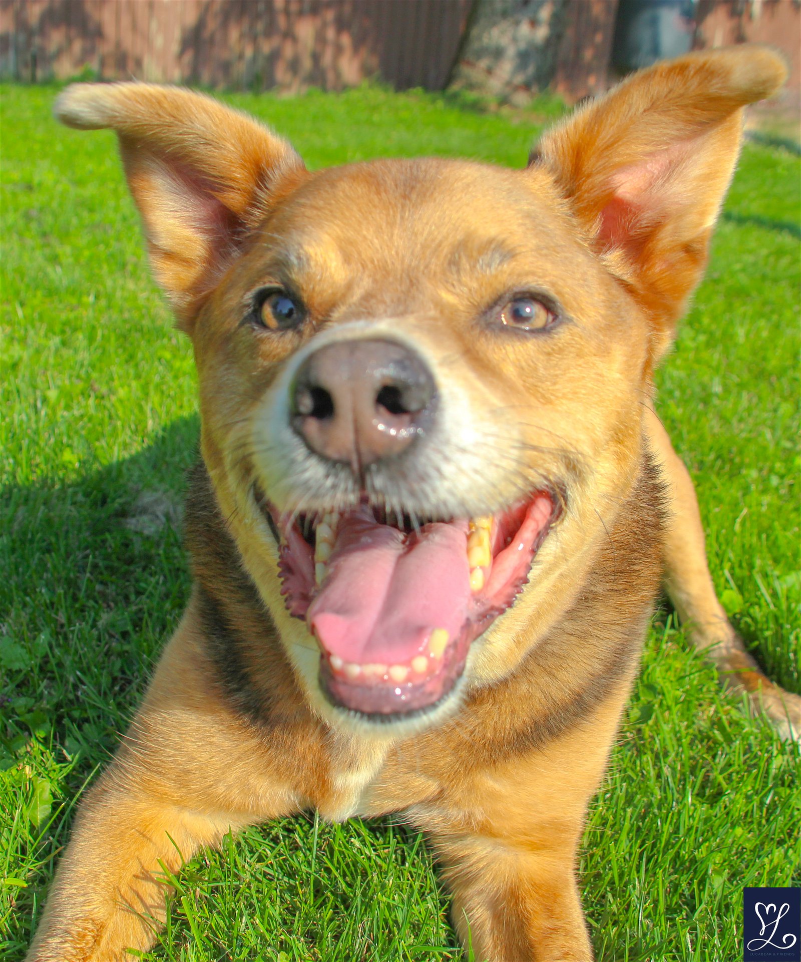 adoptable Dog in Lockport, NY named Penny