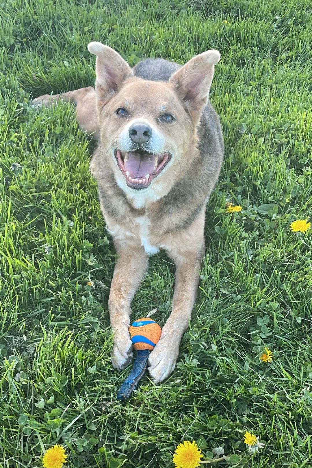 adoptable Dog in Lockport, NY named Penny