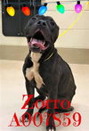 Zorro