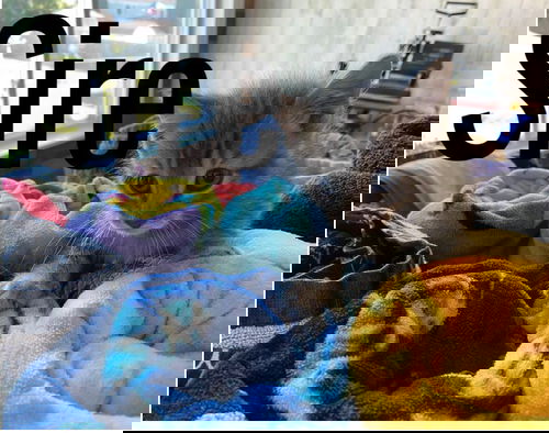 Sire