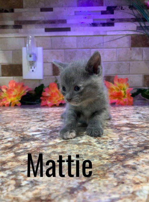 Mattie