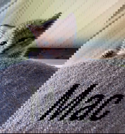 Mac